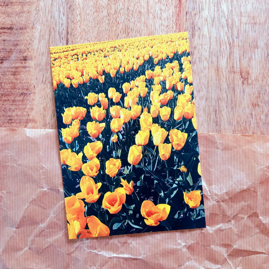 Afbeeldingen van Kaart Geel Tulpenveld