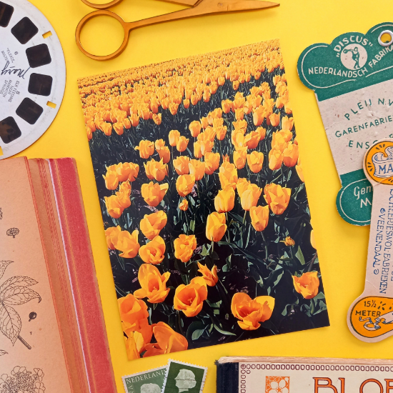 Afbeeldingen van Kaart Geel Tulpenveld