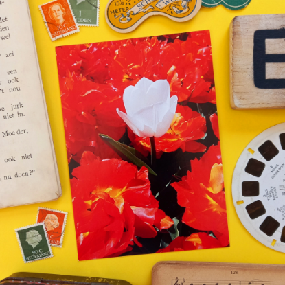 Afbeeldingen van Kaart Tulp in Bloemenveld